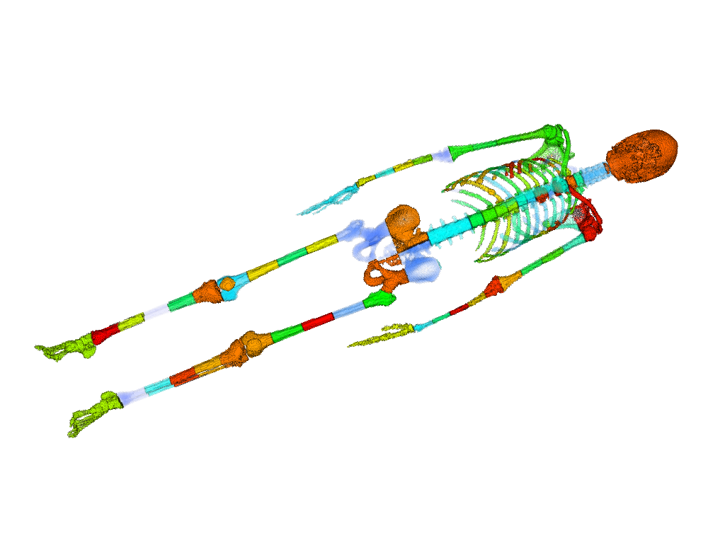 Dense annotation of the skeleton